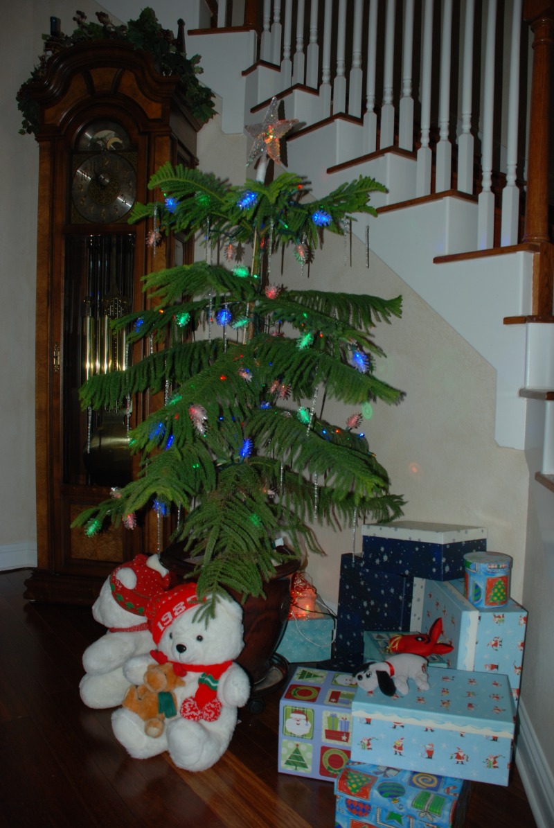 2012/12(Dec)/10(Before Christmas Fun)/800x600_2012-12 Norfolk Pine3.jpg
